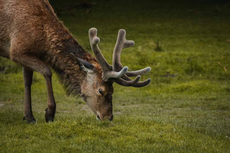 Congrès Mondial de La Nature : les satellites se mettent (un peu plus) au service des animaux