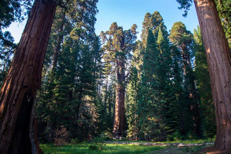 Le plus grand arbre vivant du monde va revêtir une couverture en aluminium pour son propre bien