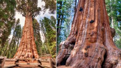 Le plus grand arbre vivant du monde va revêtir une couverture en aluminium pour son propre bien