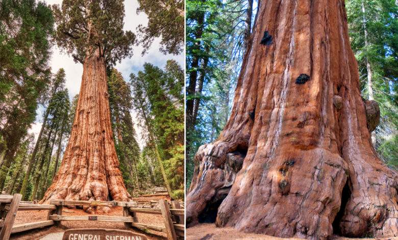 Le plus grand arbre vivant du monde va revêtir une couverture en aluminium pour son propre bien