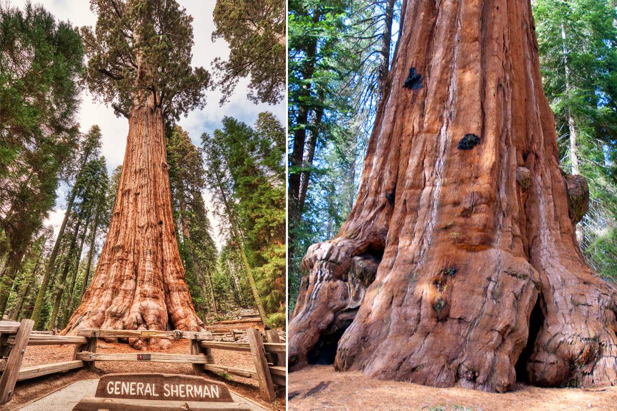 Le plus grand arbre vivant du monde va revêtir une couverture en aluminium pour son propre bien