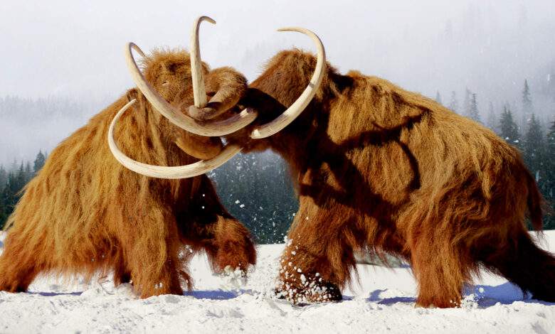 Lutte de mammouth laineux, mammifères préhistoriques de l'âge de glace.