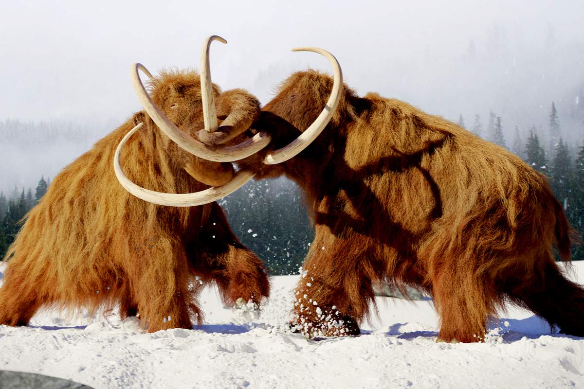 Lutte de mammouth laineux, mammifères préhistoriques de l'âge de glace.