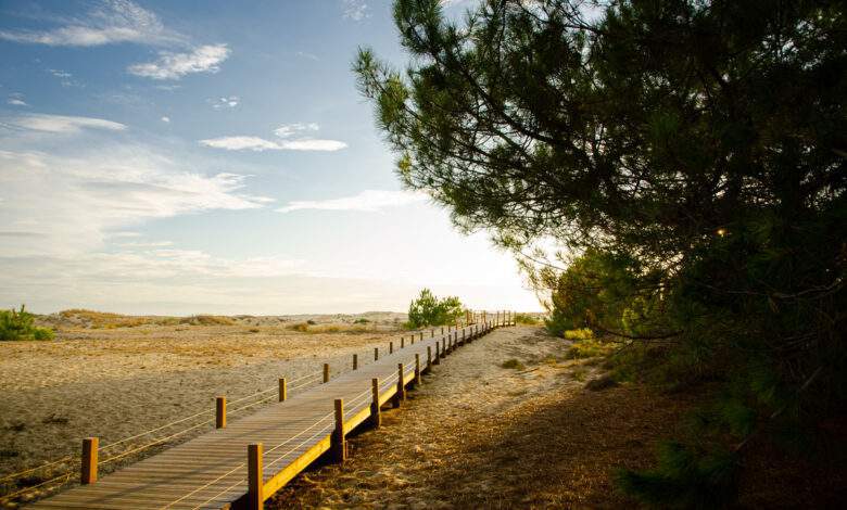 La région des Landes en France est célèbre pour ses grandes plages et ses grandes forêts de pins qui s'étendent jusqu'à la mer.