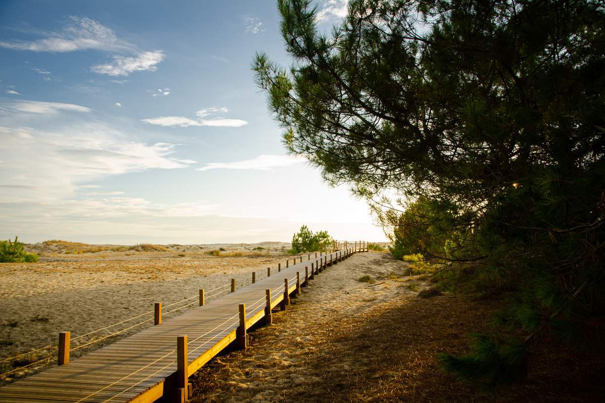 La région des Landes en France est célèbre pour ses grandes plages et ses grandes forêts de pins qui s'étendent jusqu'à la mer.