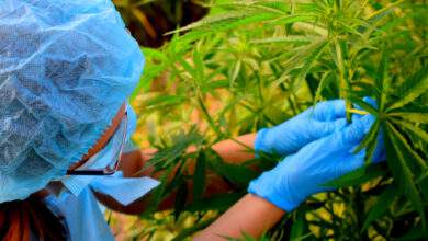 Des pays ont-ils vraiment fait marche arrière sur la "légalisation du cannabis" ?