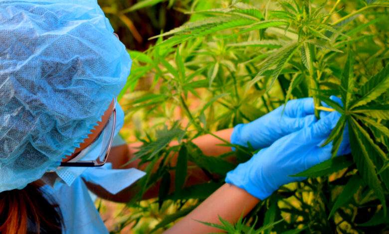 Des pays ont-ils vraiment fait marche arrière sur la "légalisation du cannabis" ?