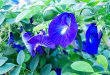 Fleur de pois Papillon
