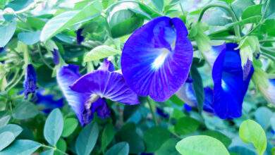 Fleur de pois Papillon