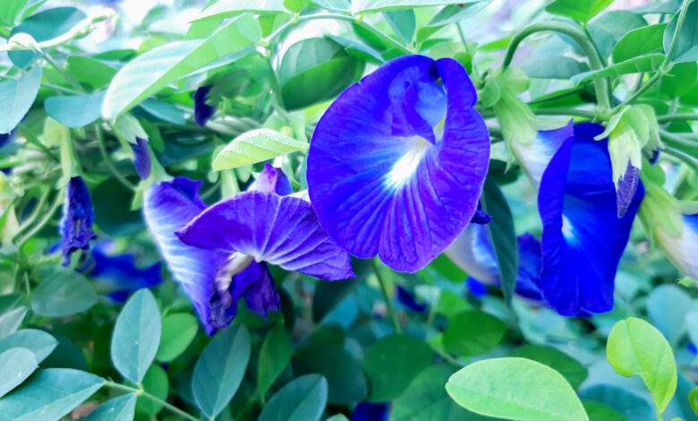 Fleur de pois Papillon