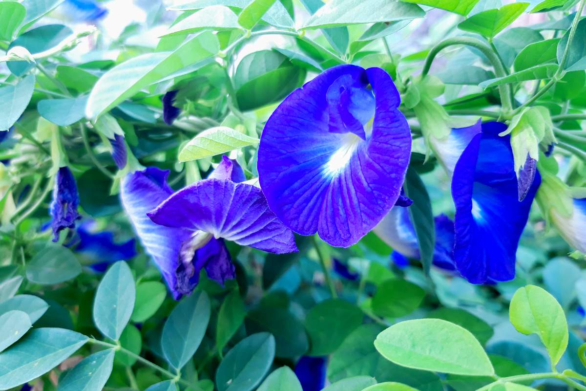 Fleur de pois Papillon