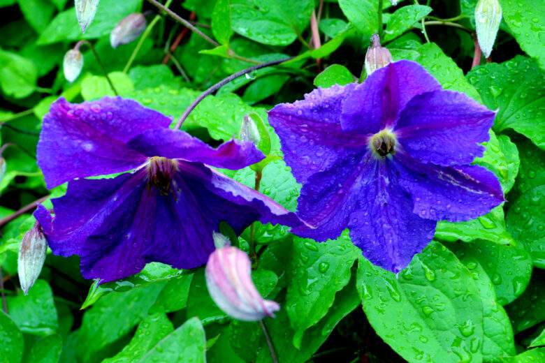 Des clématites bleues fleuries