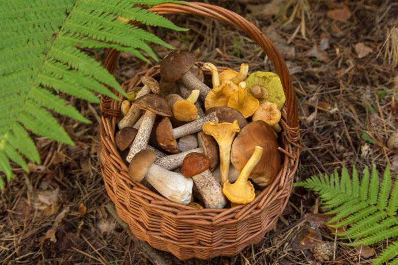 Mais au fait, quelle est la réglementation en matière de cueillette des champignons ?