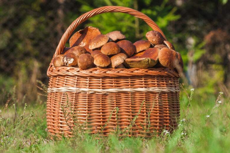 Mais au fait, quelle est la réglementation en matière de cueillette des champignons ?