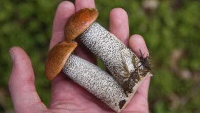 Mais au fait, quelle est la réglementation en matière de cueillette des champignons ?