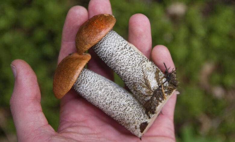Mais au fait, quelle est la réglementation en matière de cueillette des champignons ?