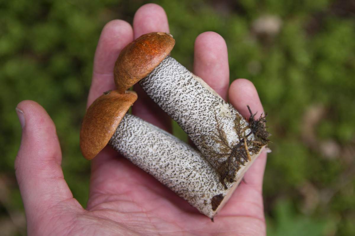 Mais au fait, quelle est la réglementation en matière de cueillette des champignons ?