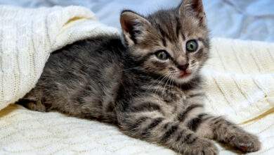 Chaton britannique Shorthair rayé sur une couverture blanche