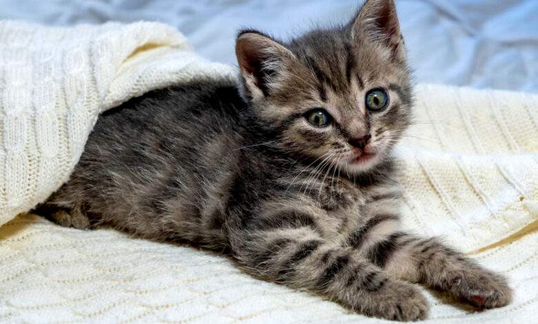 Chaton britannique Shorthair rayé sur une couverture blanche