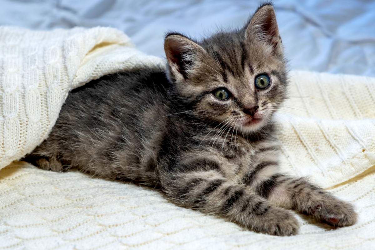 Chaton britannique Shorthair rayé sur une couverture blanche