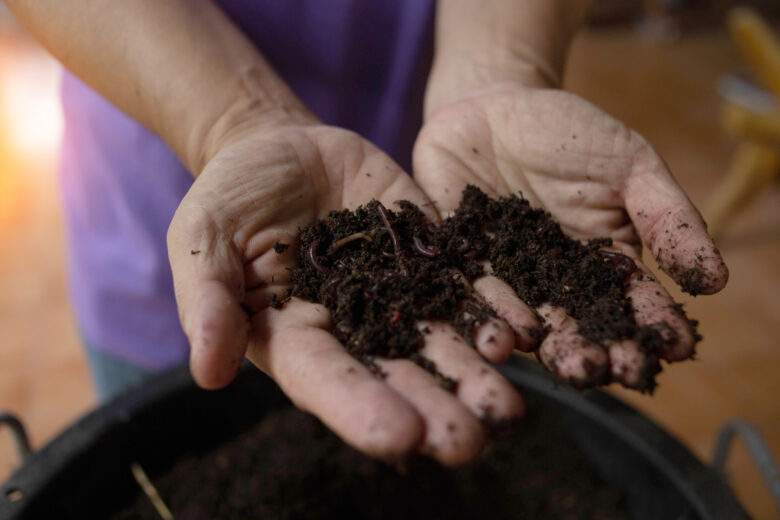 deux mains tenant du compost et des vers de terre pour fertiliser