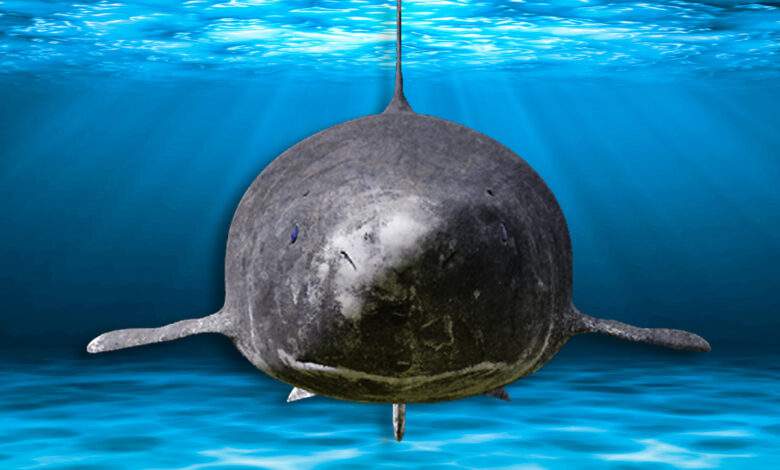 Le requin du Groenland est le plus vieux requin du monde, mais sa longévité n'est pas forcément un atout !