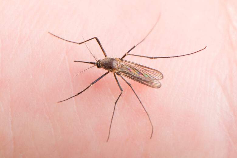 Des scientifiques sont parvenus à nous rendre INVISIBLES des moustiques !