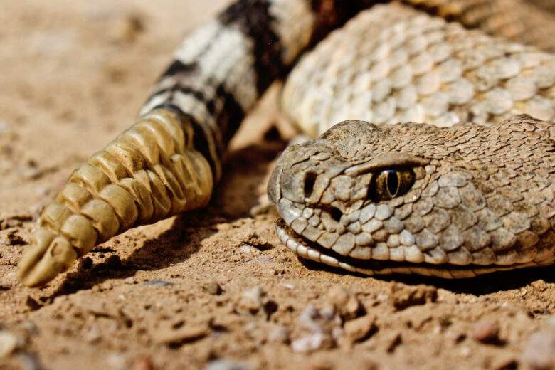 Le serpent à sonnette peut utiliser ces anneaux pour tromper le cerveau humain avec des illusions auditives