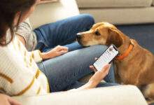 Un test ADN pour détecter certaines maladies et prolonger la vie de nos chiens