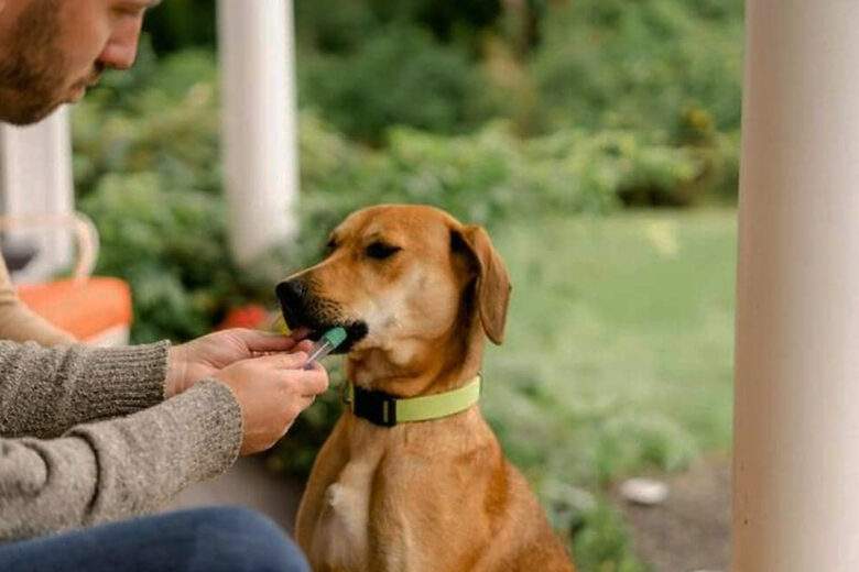 Un test ADN pour détecter certaines maladies et prolonger la vie de nos chiens