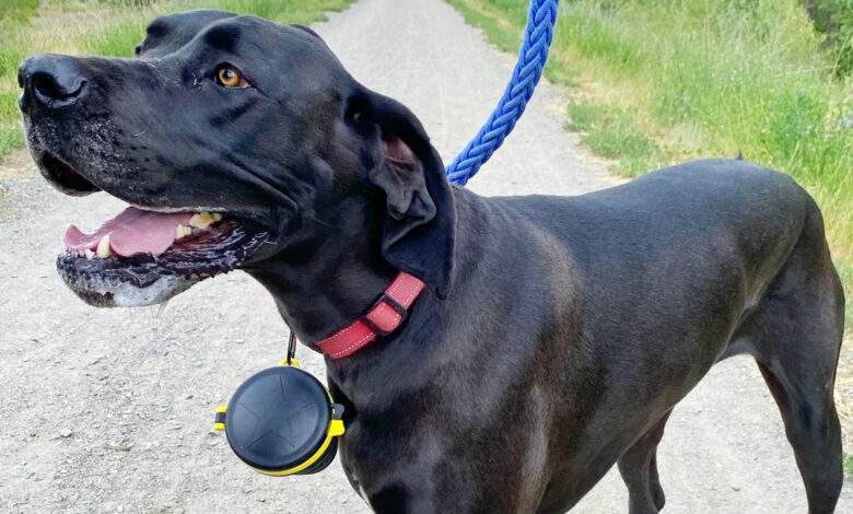 Walk Star : un dispositif pour faciliter le ramassage des déjections de chien.