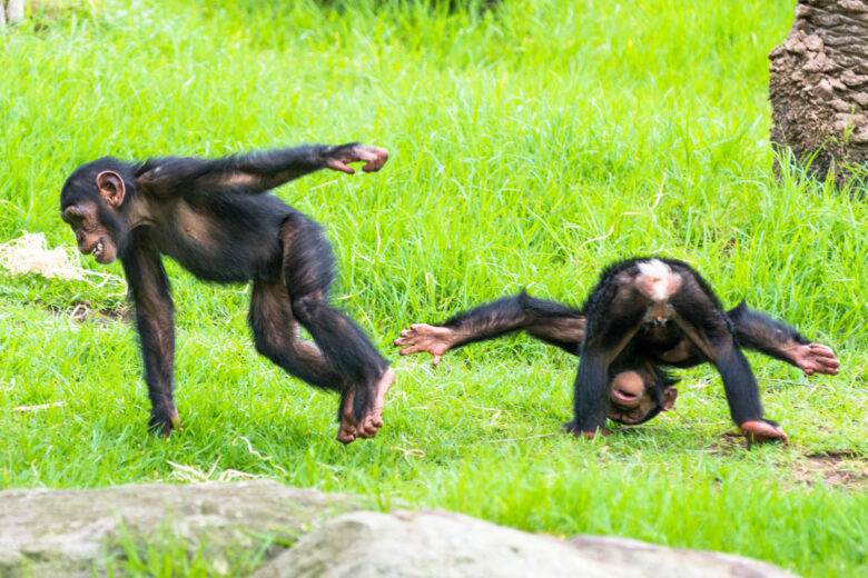 Deux bébés Chimpanzés jouant sur l'herbe.