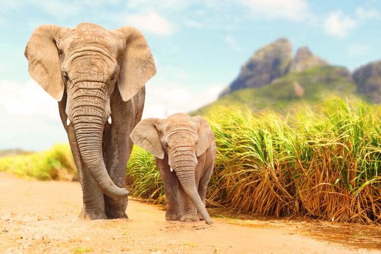 Une maman et un bébé éléphant