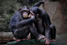 Le chimpanzé (Pan troglodytes), aussi connu sous le nom de chimpanzé commun