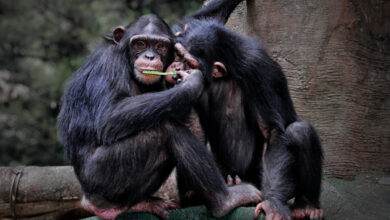 Le chimpanzé (Pan troglodytes), aussi connu sous le nom de chimpanzé commun