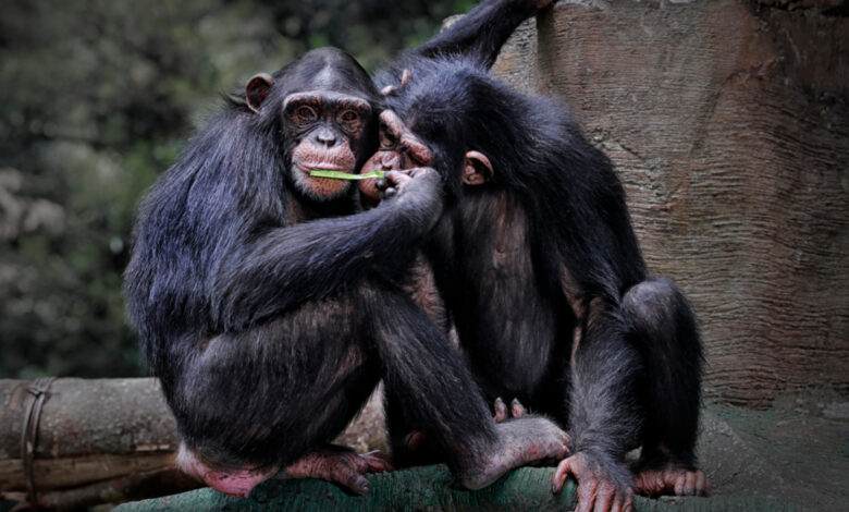 Le chimpanzé (Pan troglodytes), aussi connu sous le nom de chimpanzé commun