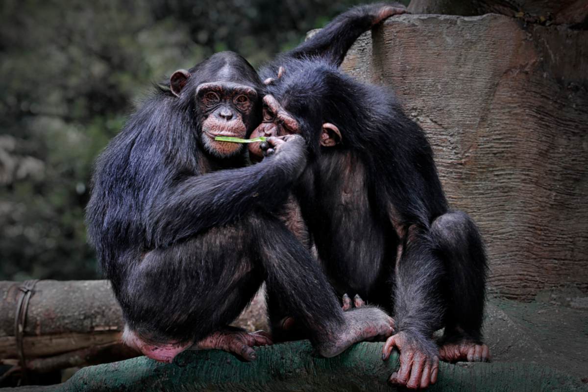 Le chimpanzé (Pan troglodytes), aussi connu sous le nom de chimpanzé commun