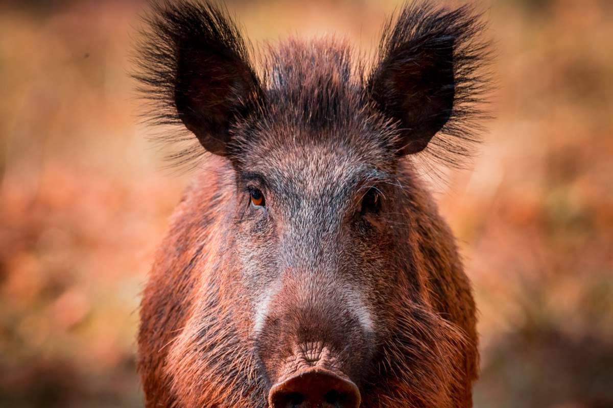 Balades en forêt : que faire en cas de rencontre fortuite avec un animal  sauvage ? - NeozOne