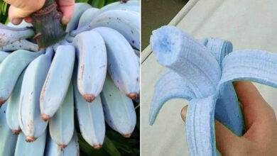 Blue Java : Banane bleue
