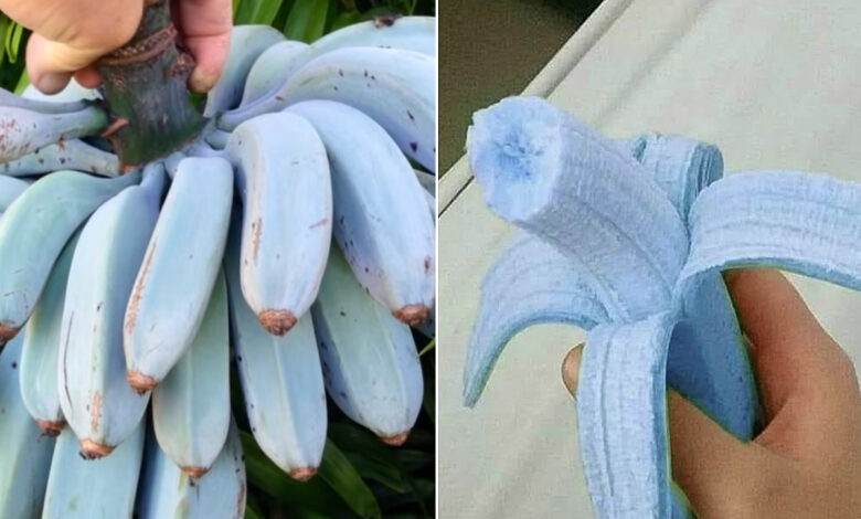 Blue Java : Banane bleue