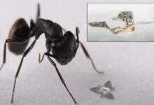 Un nano-drone plus petit qu'une fourmi