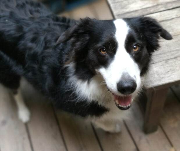 Yumi le border collie