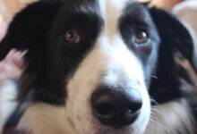 Yumi le border collie