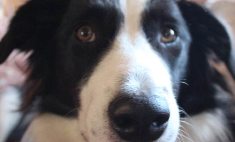 Yumi le border collie