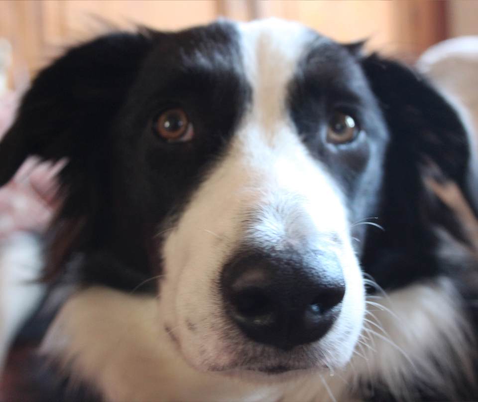 Des chiens dressés pour la détection des punaises de lit.