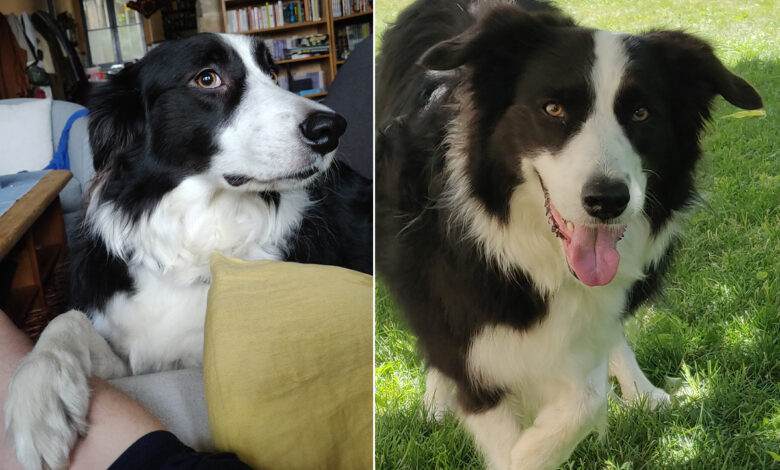 Le chien sens les émotions