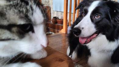 Yumi (border collie) et Oui Oui (chat de gouttière)