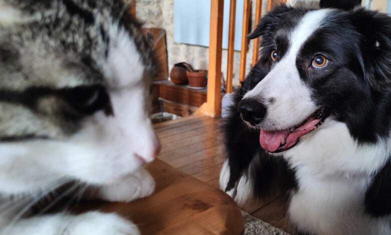 Yumi (border collie) et Oui Oui (chat de gouttière)