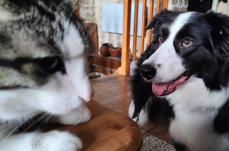 Yumi (border collie) et Oui Oui (chat de gouttière)