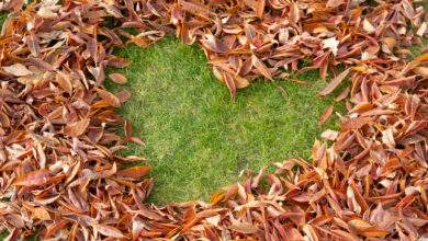 Comment réutiliser les feuilles mortes au jardin ou dans votre maison ?